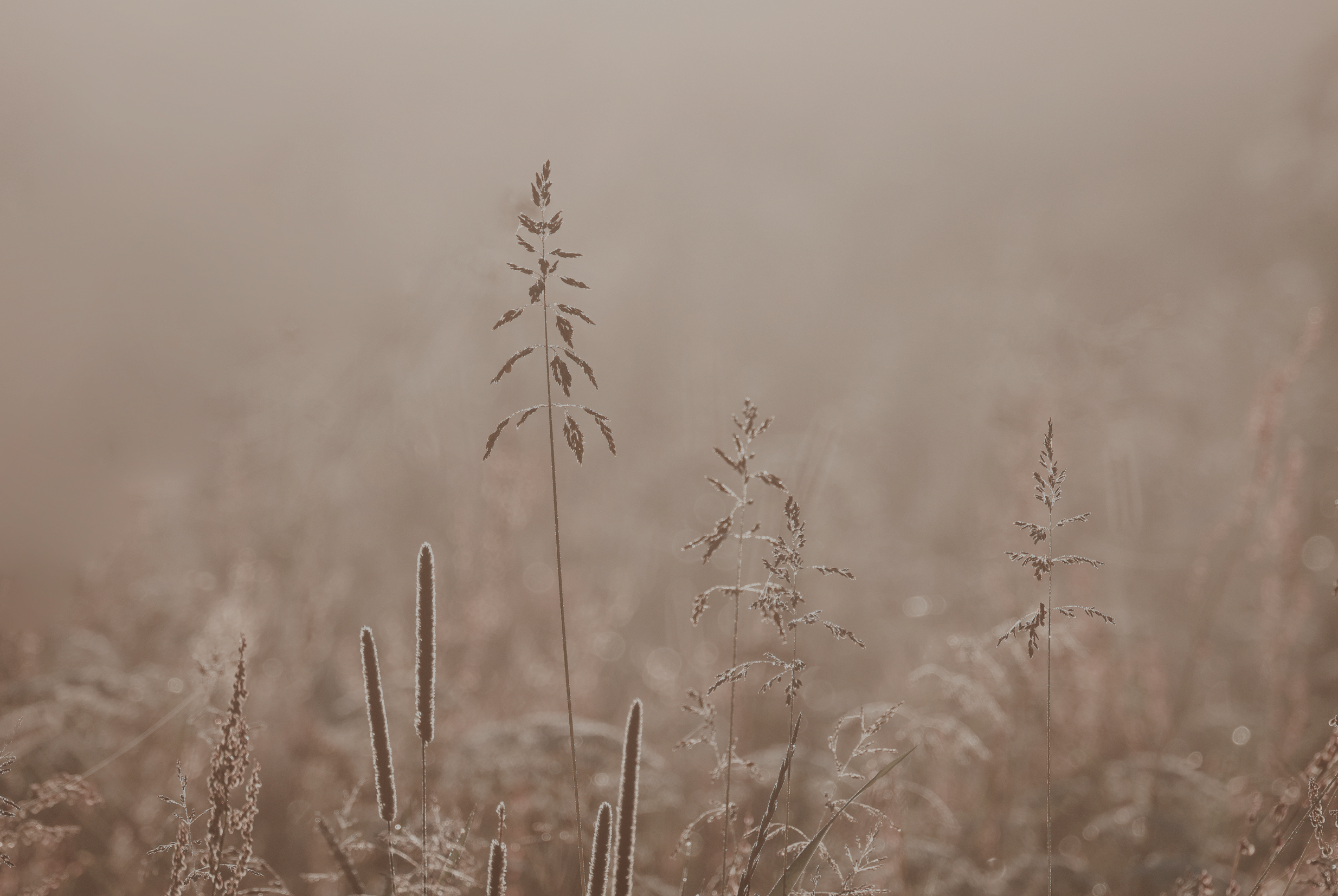 AL-QUDDŪS: een reflectie op het bestaan en de eenheid van Allah